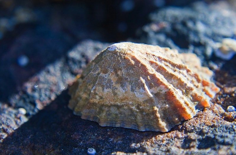 Napfschnecken leben in Brandungszonen, wo sie sich mit großer Kraft an Felsen festsaugen und mit ihrer zahnbewehrten Zunge Algenteppiche abgrasen.