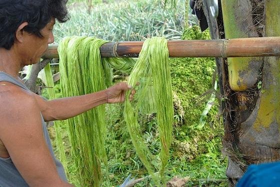 Die Blätter der Ananas werden auf den Philippinen nicht genutzt und verrotten üblicherweise auf den Feldern. Doch aus den Fasern der Blättern kann man Stoffe herstellen, die Leder ersetzen können.