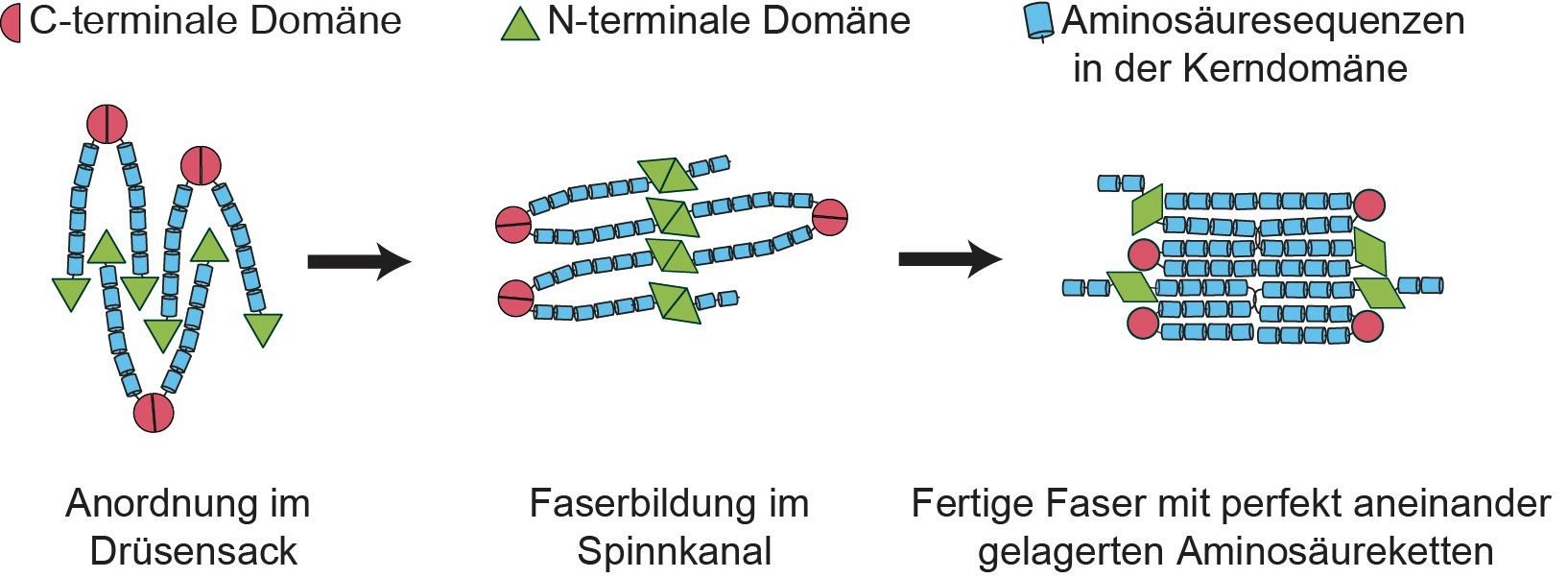 So spinnt die Spinne: Drei Stadien in der Produktion von Spinnenseidefasern.