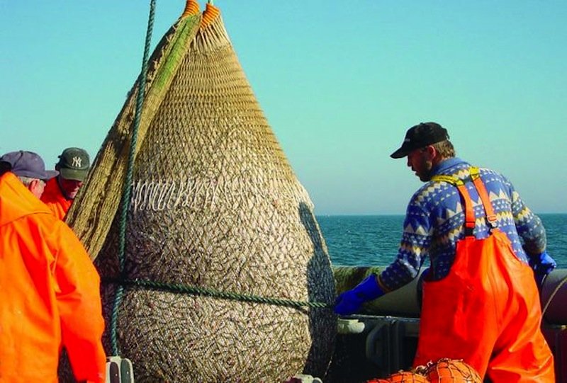 Fischer ziehen ein prall gefülltes Netz mit Heringen an Bord der Solea. Ihre regelmäßigen Untersuchungen zeigen über die Jahre die Entwicklung der Fischbestände und verbinden sie mit Daten über meeresphysikalische und meereschemische Vorgänge. 