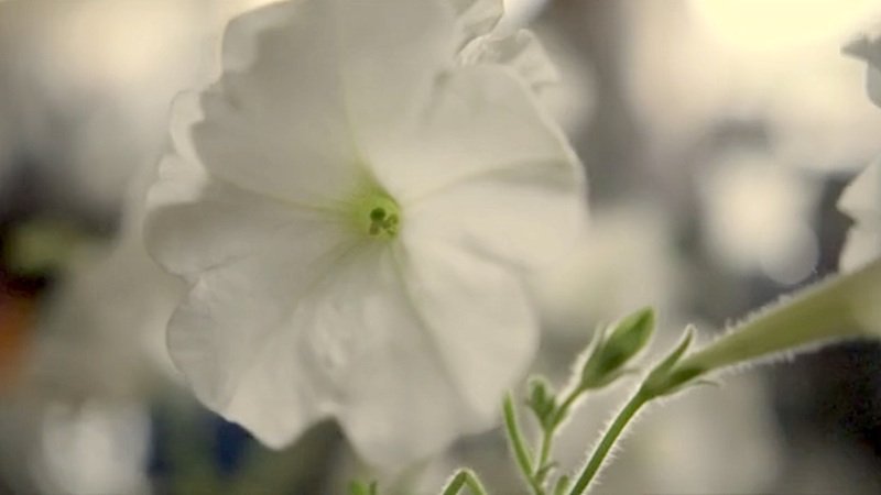 Die Forscher haben weiße Petunien gentechnisch so manipuliert, dass sie innerhalb von 24 Stunden ihre Farbe verändern können. Dafür muss die veränderte Blume mit verdünntem Ethanol gegossen werden. 