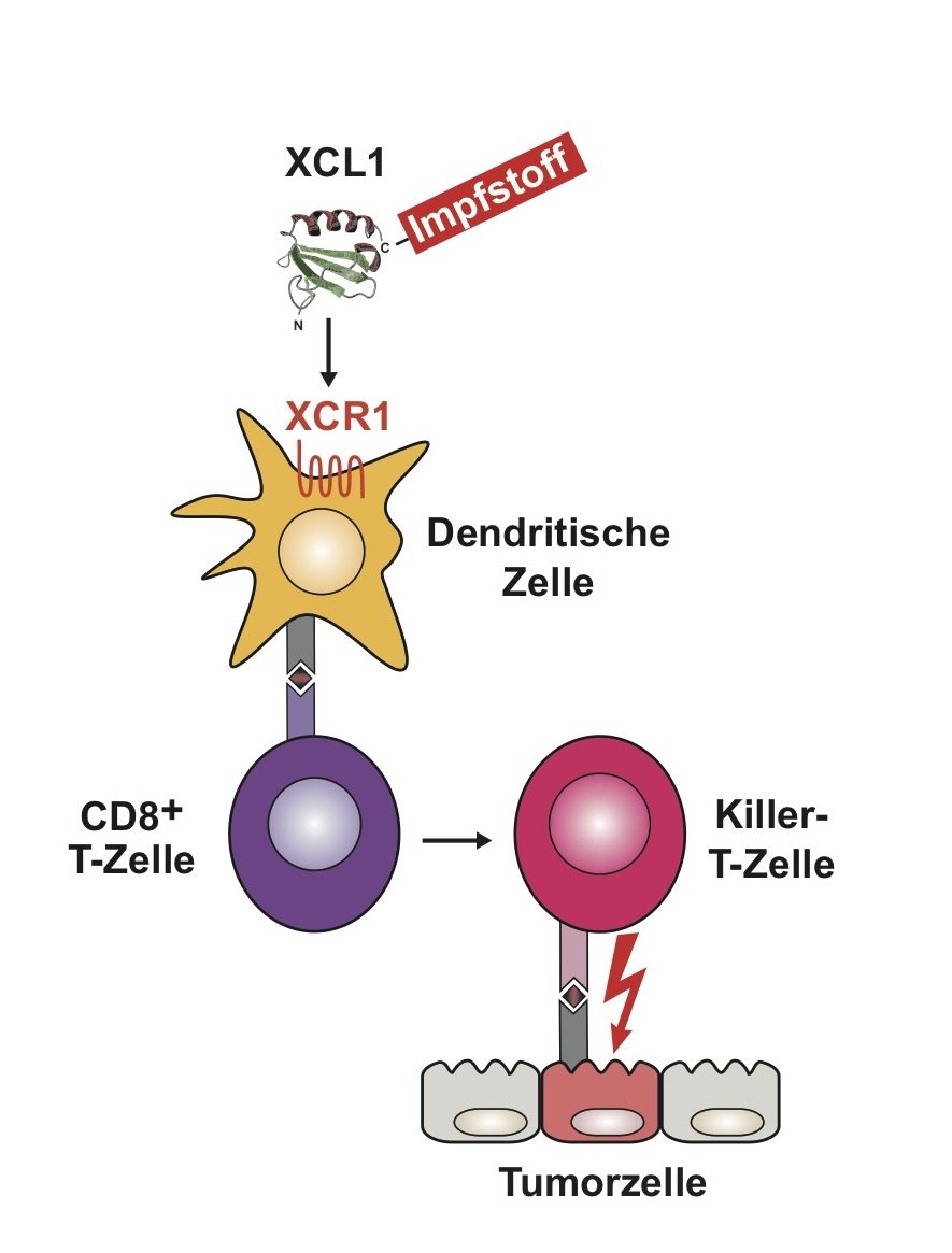Der Impfstoff wird an das Chemokin XCL1 gekoppelt injiziert. Im Körper dockt das Chemokin an seinen Rezeptor XCR1 an und wird in die Dendritische Zelle zusammen mit dem Impfstoff aufgenommen. Die Dendritische Zelle programmiert die CD8+ T-Zellen zu Killer-T-Zellen, welche vom Erreger befallene oder vom Tumor veränderte Körperzellen abtöten können.