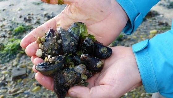 Handverlesen auf Sylt, wurde den Miesmuscheln für das Experiment Triplelux-B Blut entnommen und Fresszellen isoliert. Auf der Internationalen Raumstation ISS werden die Fresszellen der Muscheln mit Hefezellen versehen – diese bekämpfen die Muschelzellen. Die Wissenschaftler wollen damit herausfinden, wie sich das Immunsystem durch die Schwerelosigkeit verändert. 