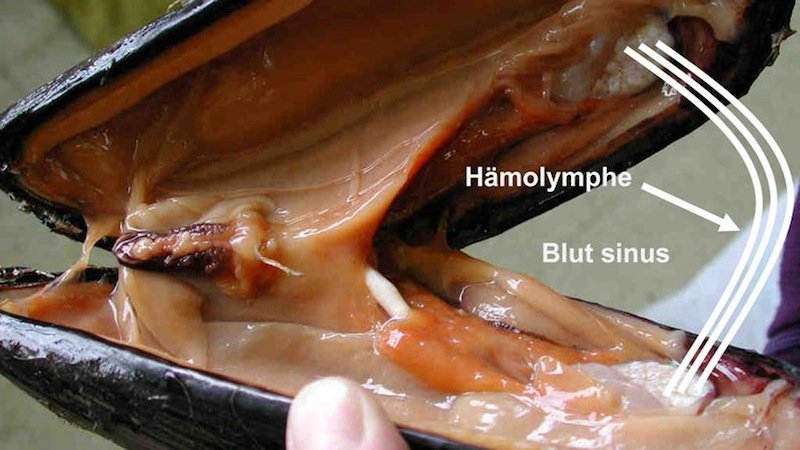 Welchen Einfluss über Schwerelosigkeit und Weltraumstrahlung auf die Phagozytose der Hämatozelen von Muschelzellen aus? Diese Frage sollen Hämozyten der Miesmuschel (Mytilus edulis) auf der ISS beantworten.