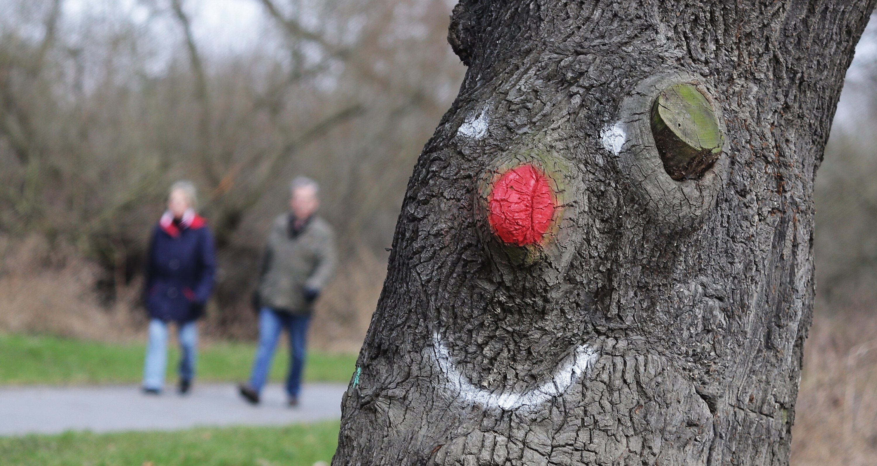 Lignin statt Bitumen: Ein Baum besteht im trockenen Zustand zu einem Drittel aus dem Molekül Lignin – neben der Cellulose ist dies die häufigste organische Verbindung der Erde.