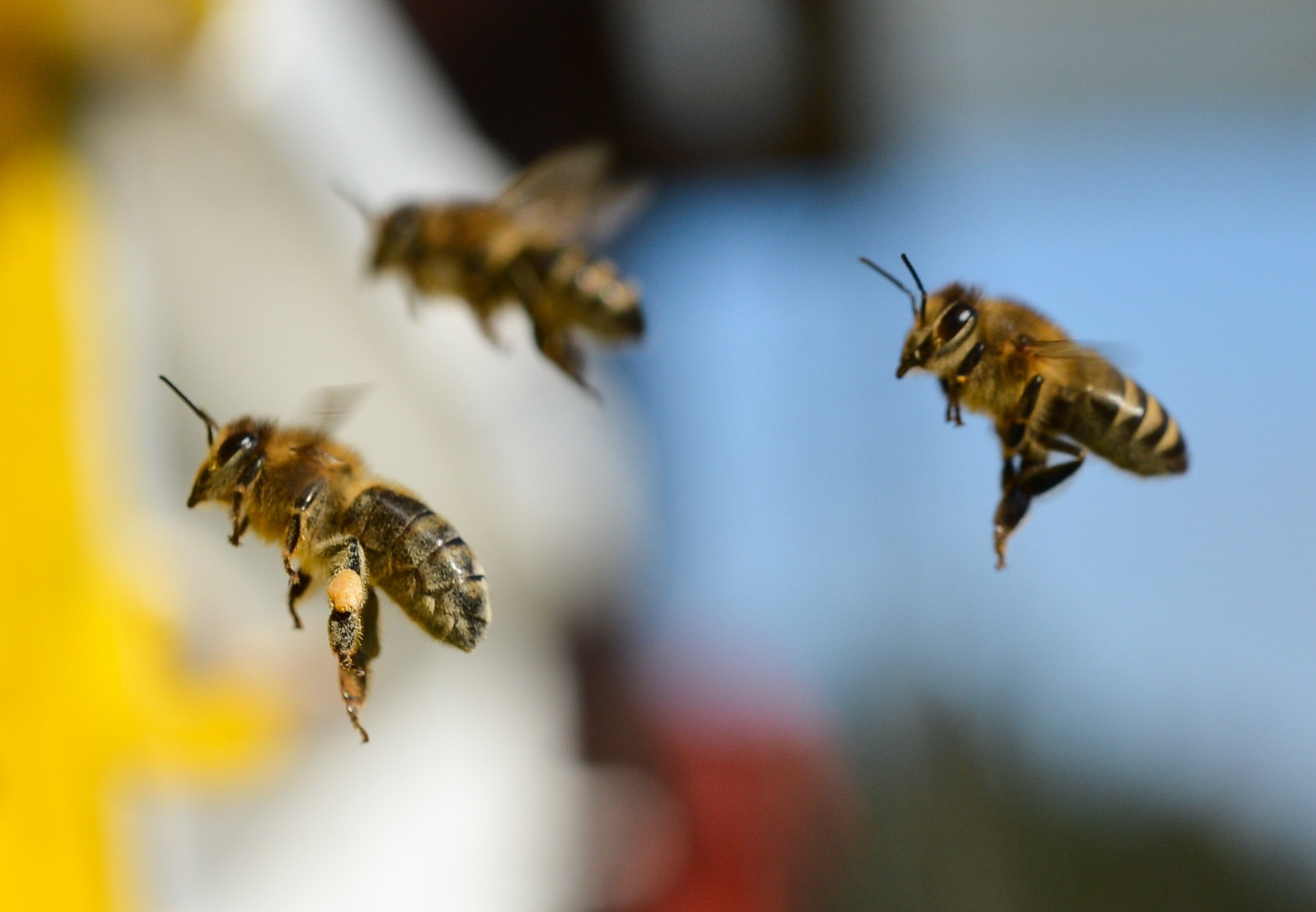 In Großbritannien gehen Bienen derzeit in die Schule. Sie sollen lernen, dass es sich lohnt Erdbeerpflanzen zu bestäuben – und dies dann tun. 