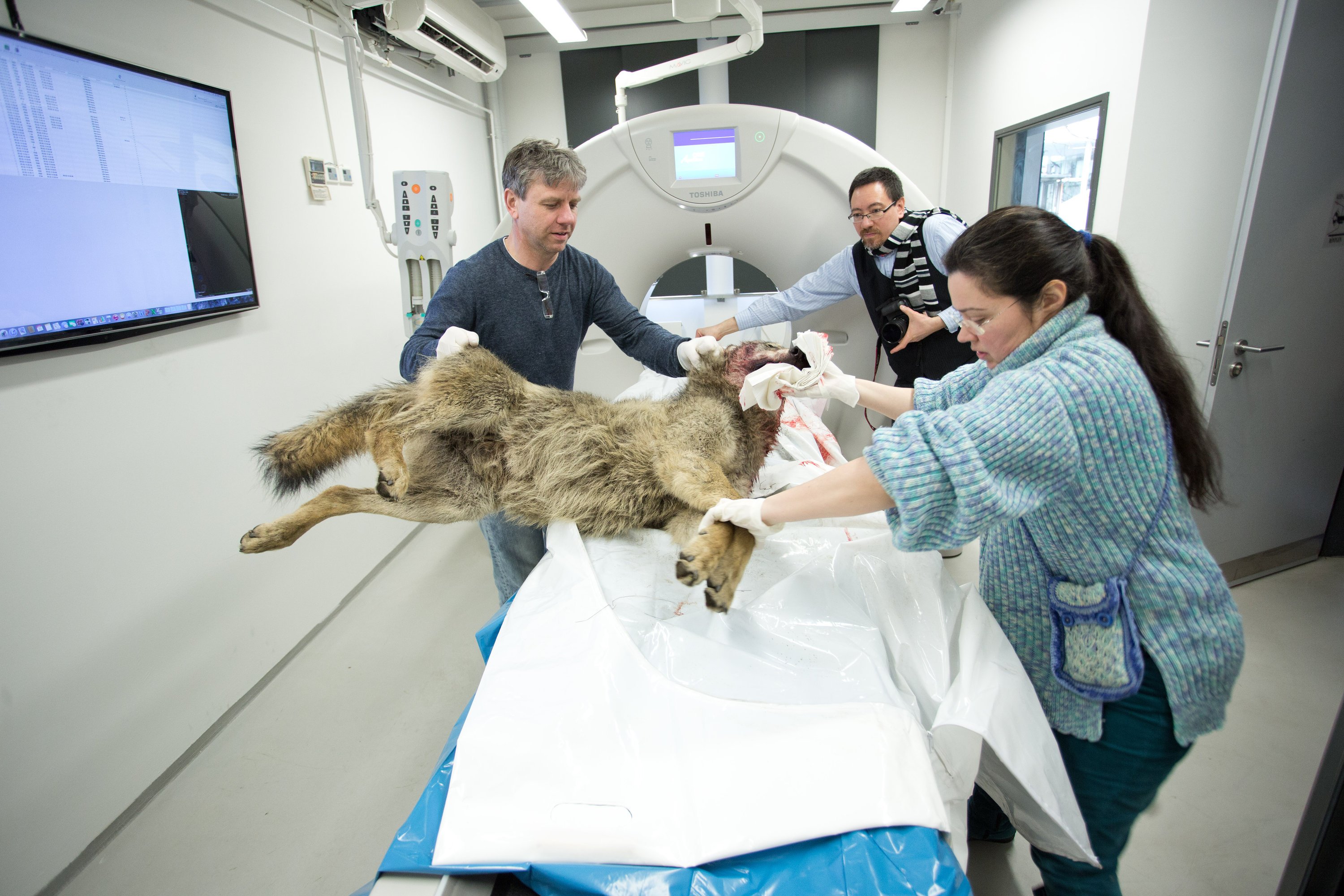 Mit Hilfe des neuen Computertomographen am Institut für Wildtierforschung in Berlin können nun auch größere Tiere genau untersucht werden, lebende wie bereits gestorbene Tiere. Bei einem Bären, der sich unwohl fühlte, konnten die Forscher – einen Pfirsichkern – rasch lokalisieren und dann operativ entfernen.