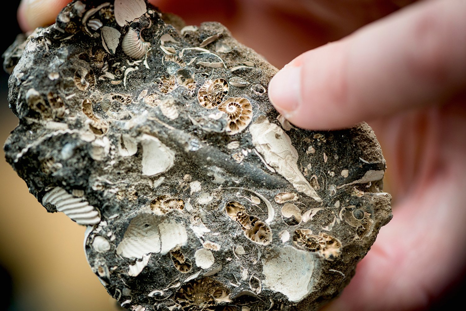 Der Weichkörper der Ammoniten steckte in einem Gehäuse mit mehreren Kammern. Bereits vor 65 Millionen Jahre sind die Tiere ausgestorben. 