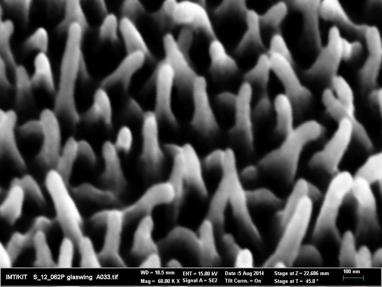 Nanostrukturen auf Schmetterlingflügel: Die Unregelmäßigkeit in Größe und Verteilung bewirkt die geringe Lichtreflexion bei allen Blickwinkeln.