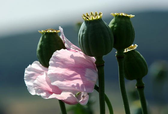 Bislang ist Schlafmohn der Lieferant von Reticulin – die Grundsubstanz des Morphiums. US-Forscher haben einen Weg gefunden, diese Aufgabe von Bierhefe erledigen zu lassen.