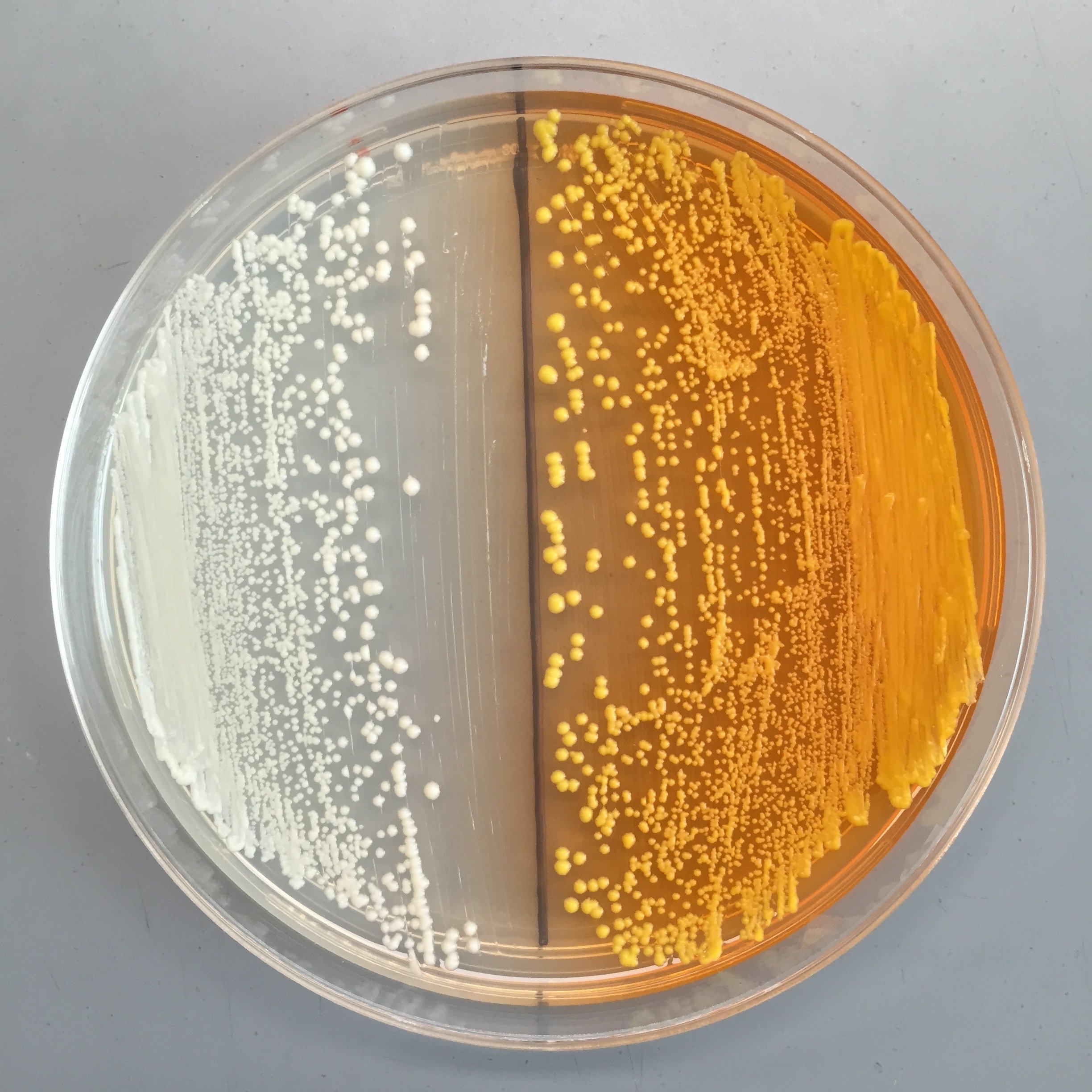 Genmodifizierte Hefepilze produzieren in einem Versuch von Wissenschaftlern in Berkeley, USA, ein gelbes Enzym. Mit der Hefe könnte theoretisch Jedermann Opiate ohne viel Aufwand in der heimischen Küche brauen.