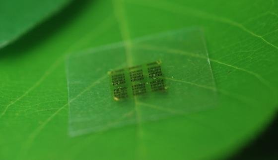 Biologisch abbaubarer Computerchip: Aus auf Nanoebene zerkleinertem Holz entsteht CNF – ein transparentes und flexibles Trägermaterial.
