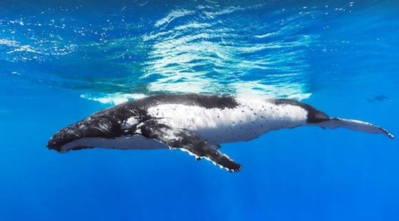 Buckelwal in den Gewässern der Cook Islands: Er zählt mit zu den Sehenswürdigkeiten, die Google anlässlich des Tages des Meeres über seinen Panoramadienst Maps Ocean freigeschaltet hat. 