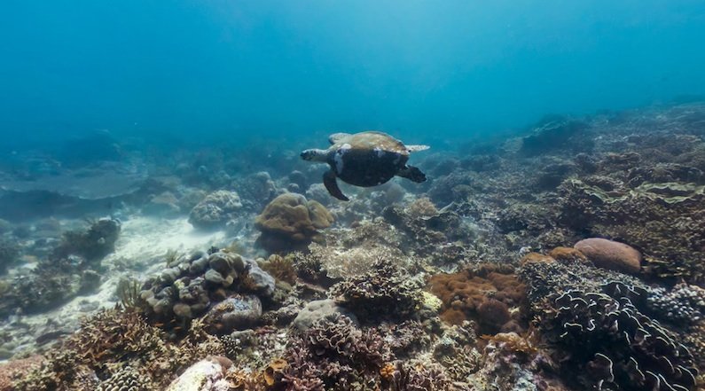 Ocean Maps: Die faszinierende Unterwasserwelt zu dokumentieren ist für Google schon aufwendiger als für Street View mit Autos umherzufahren, die mit Kameras bestückt sind. Hier müssen Taucher an die Arbeit.