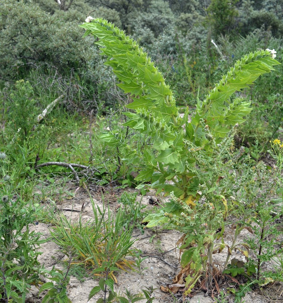 Das Nachtschattengewächs Hyoscyamus niger (Schwarzes Bilsenkraut) ist in Europa, Nordafrika und Asien beheimatet. 