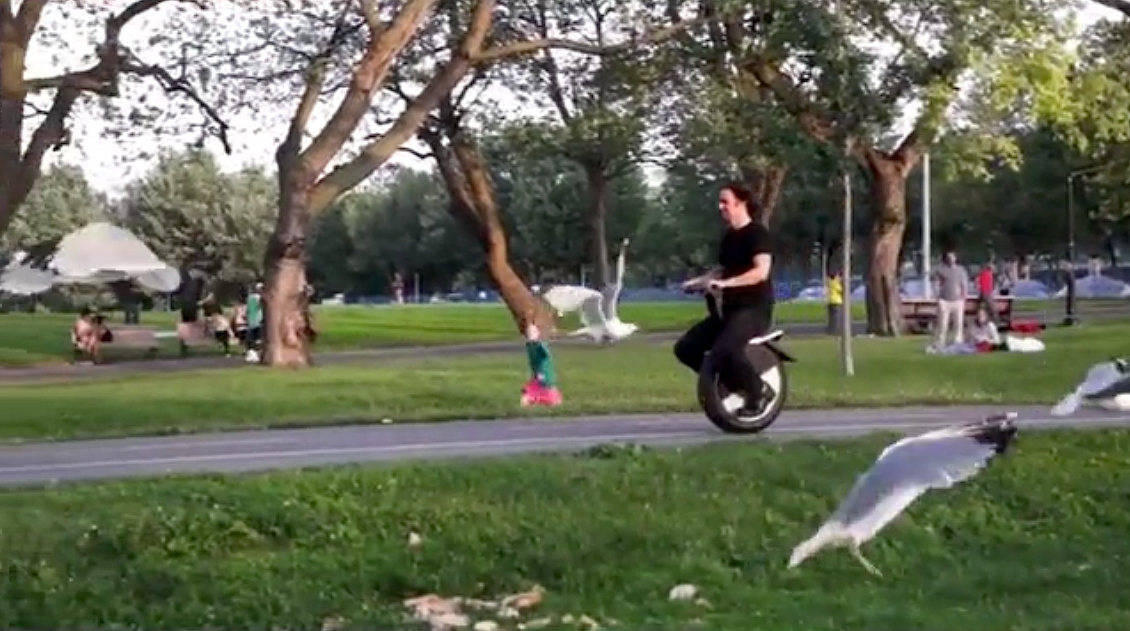 Da geraten auch die Möwen in Bewegung: Ein Moto Pogo auf dem Weg durch einen Park.