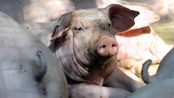 Seit 2013 müssen Landwirte Zuchtsauen in Gruppen halten, um ihrem Sozialverhalten gerecht zu werden. Ein IT-Fütterungssystem soll künftig Zweikämpfe verhindern. 