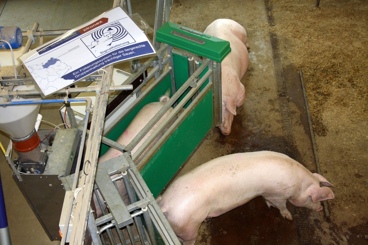 Experimental-Anlage des Leibniz-Instituts für Nutztierbiologie: Das Schwein Auguste hat seinen Namen gehört und ist schnurstracks in die grüne Futterbox getapst. 