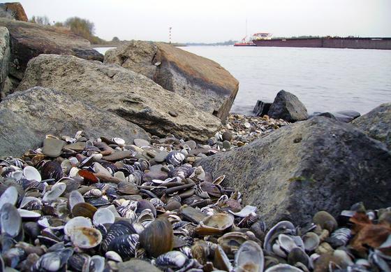 Muscheln am Niederrhein bei Wesel: Rheinmuscheln unterhalb von Worms bis Holland reichern Seltene Erden an. Das haben Bremer Forscher herausgefunden.