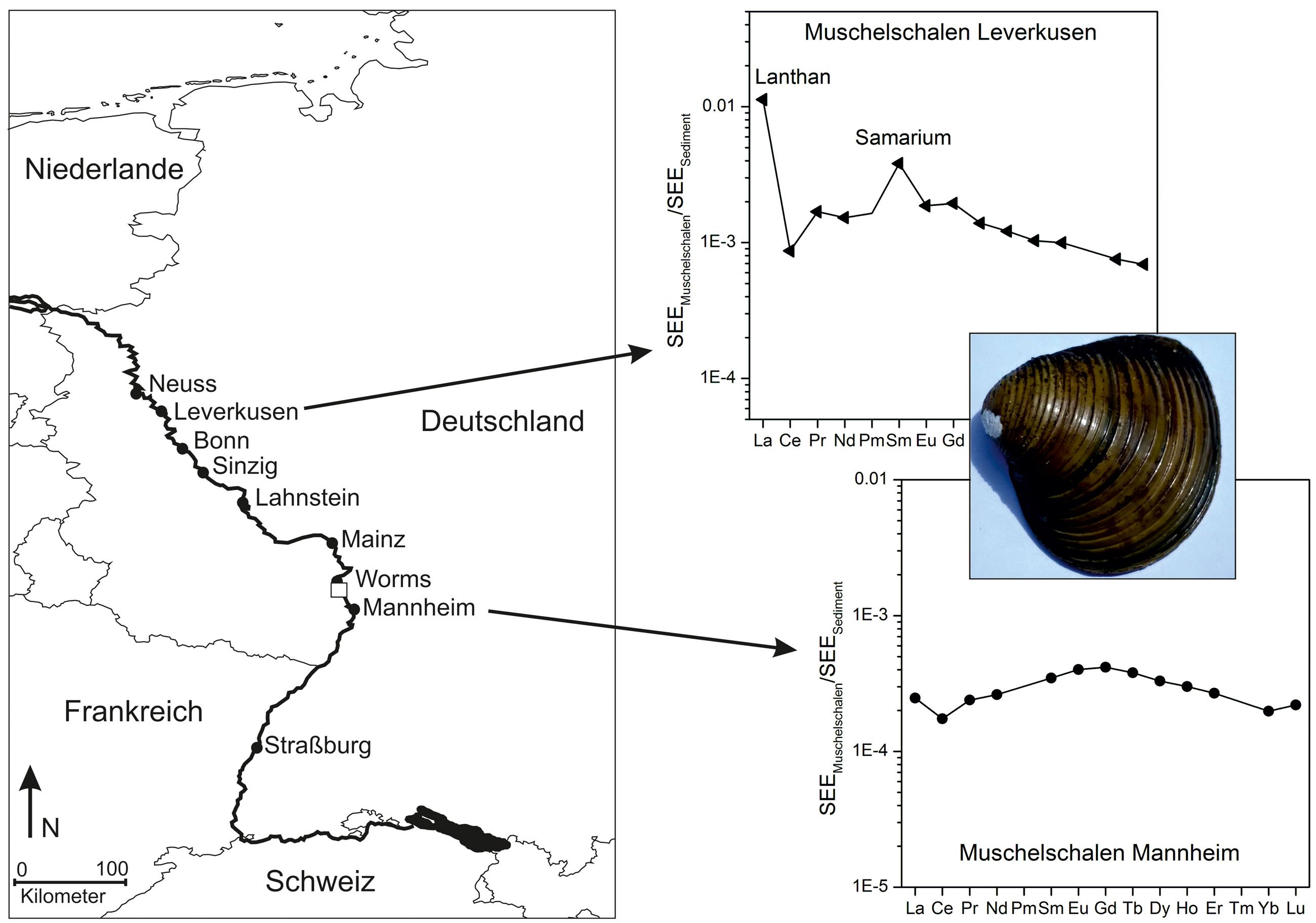 Flussabwärts von Worms haben Michael Bau und Gila Merschel von der Universität Bremen anthropogene Hochtechnologiemetalle in Muscheln gefunden. Sie stammen aus einem Betrieb in Worms.