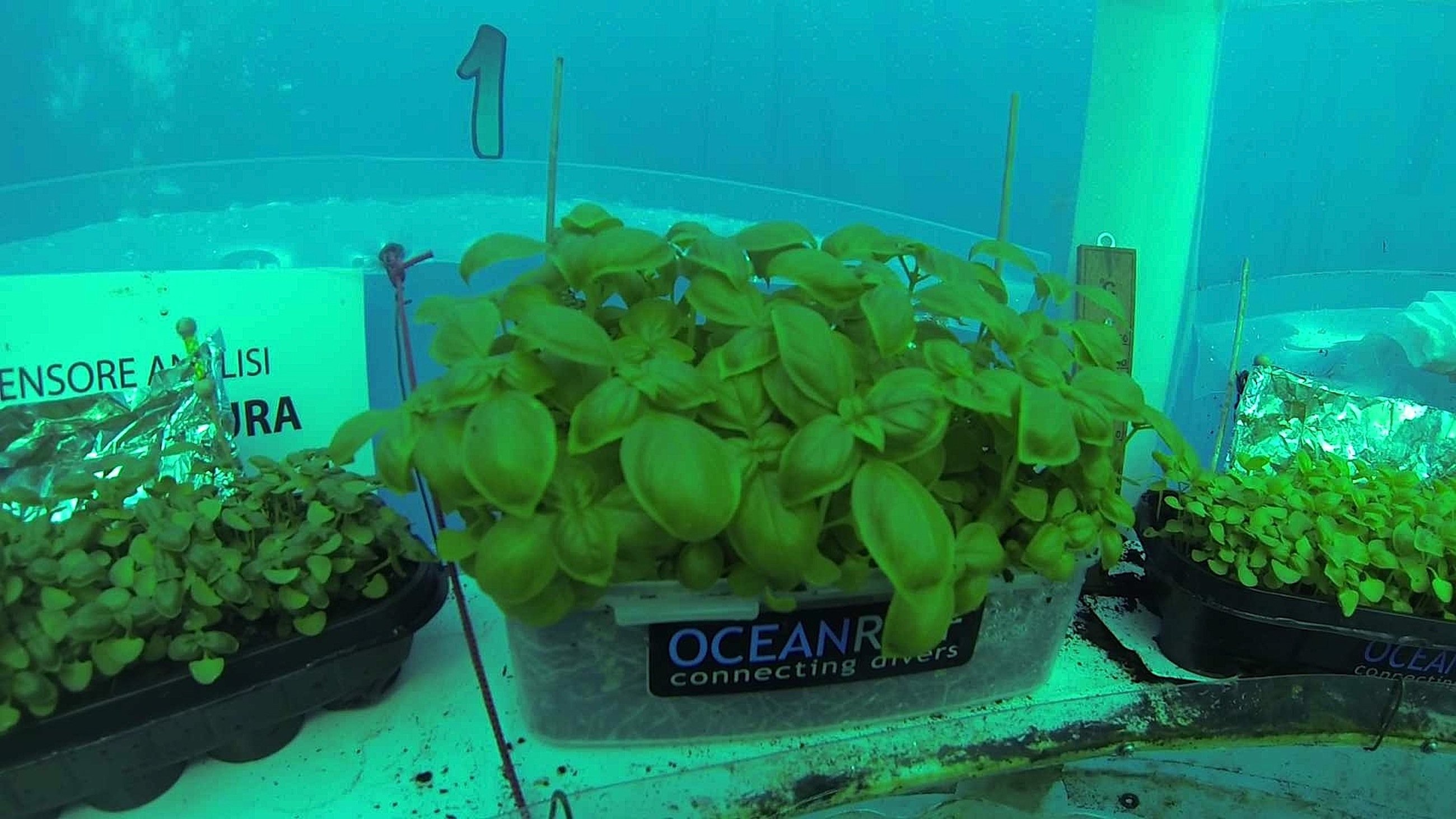 Derzeit experimentieren die Gründer von Nemos Garden mit dem Anbau von Kräutern und Erdbeeren unter Wasser.