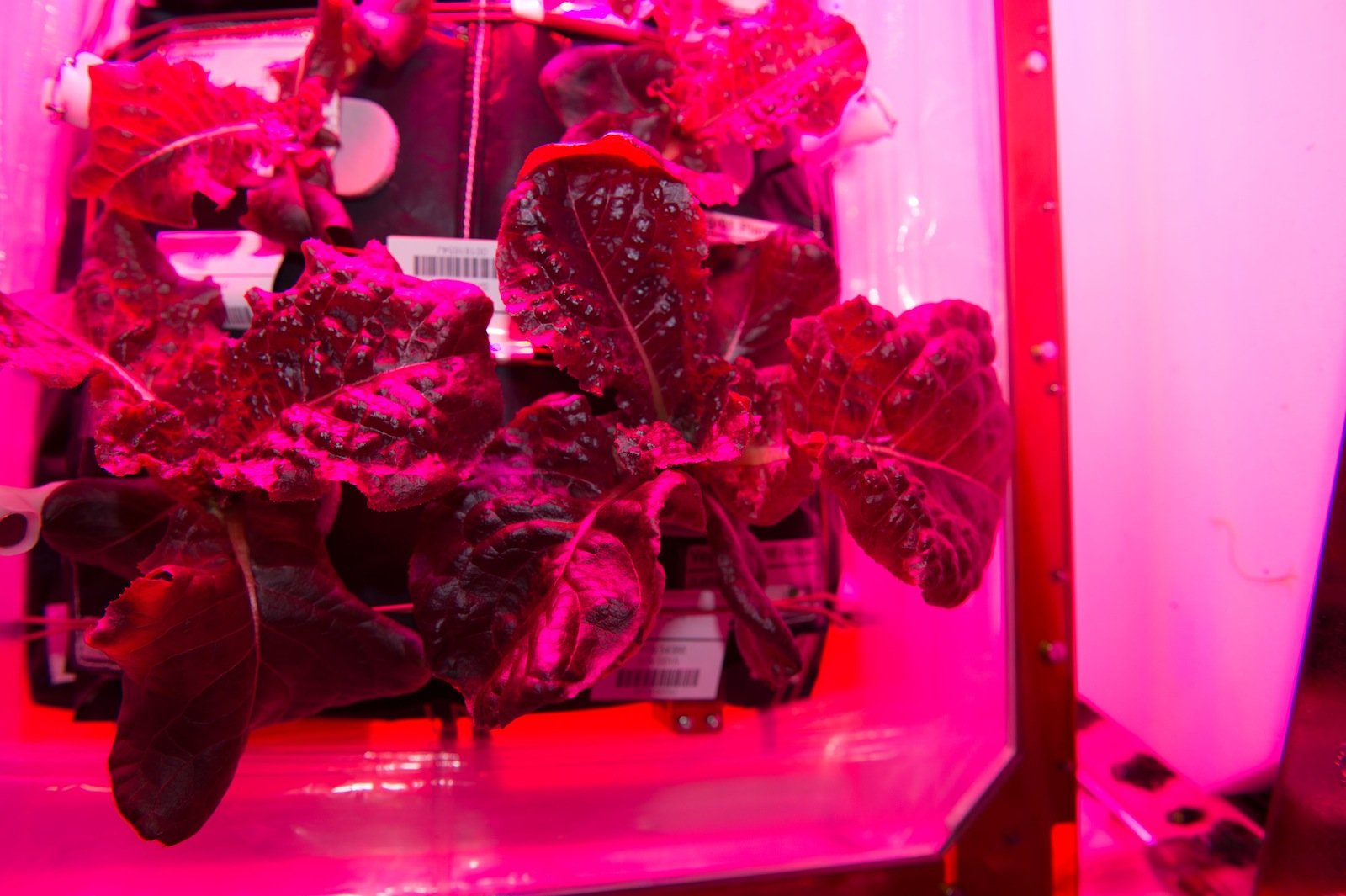 Der Römersalat kann geerntet werden. Unter der roten und blauen LED-Licht sieht das Gemüse pink aus.