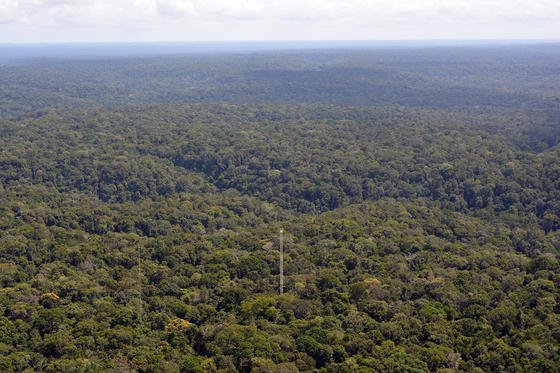 Atto im brasilianischen Regenwald: Der Messbereich des Klima-Turms deckt mehrere tausend Quadratkilometer ab.