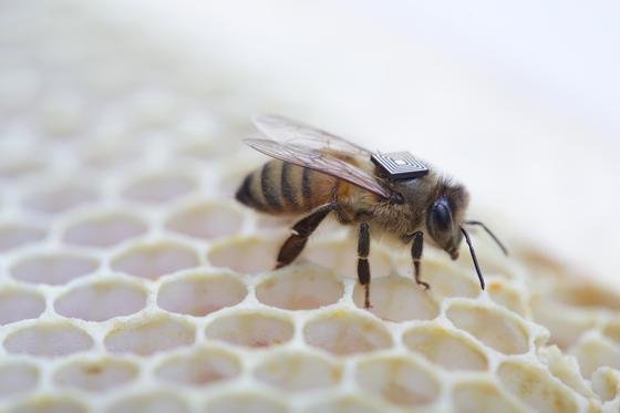 Keinen Schmuck sondern einen RFID-Chip trägt diese Biene auf dem Rücken. Sie ist eine von 10.000 Bienen im australischen Tasmanien, die so ausgerüstet Daten sammelt, um die Ursache für das mysteriöse Massensterben der Bienen finden zu können. 