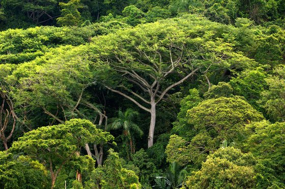 Dichter Atlantischer Regenwald auf der Ilha do Cardoso im Bundesstaat Sao Paulo: Derzeit gibt es mehr als drei Billionen Bäume auf der Erde, achtmal mehr als bislang vermutet. 