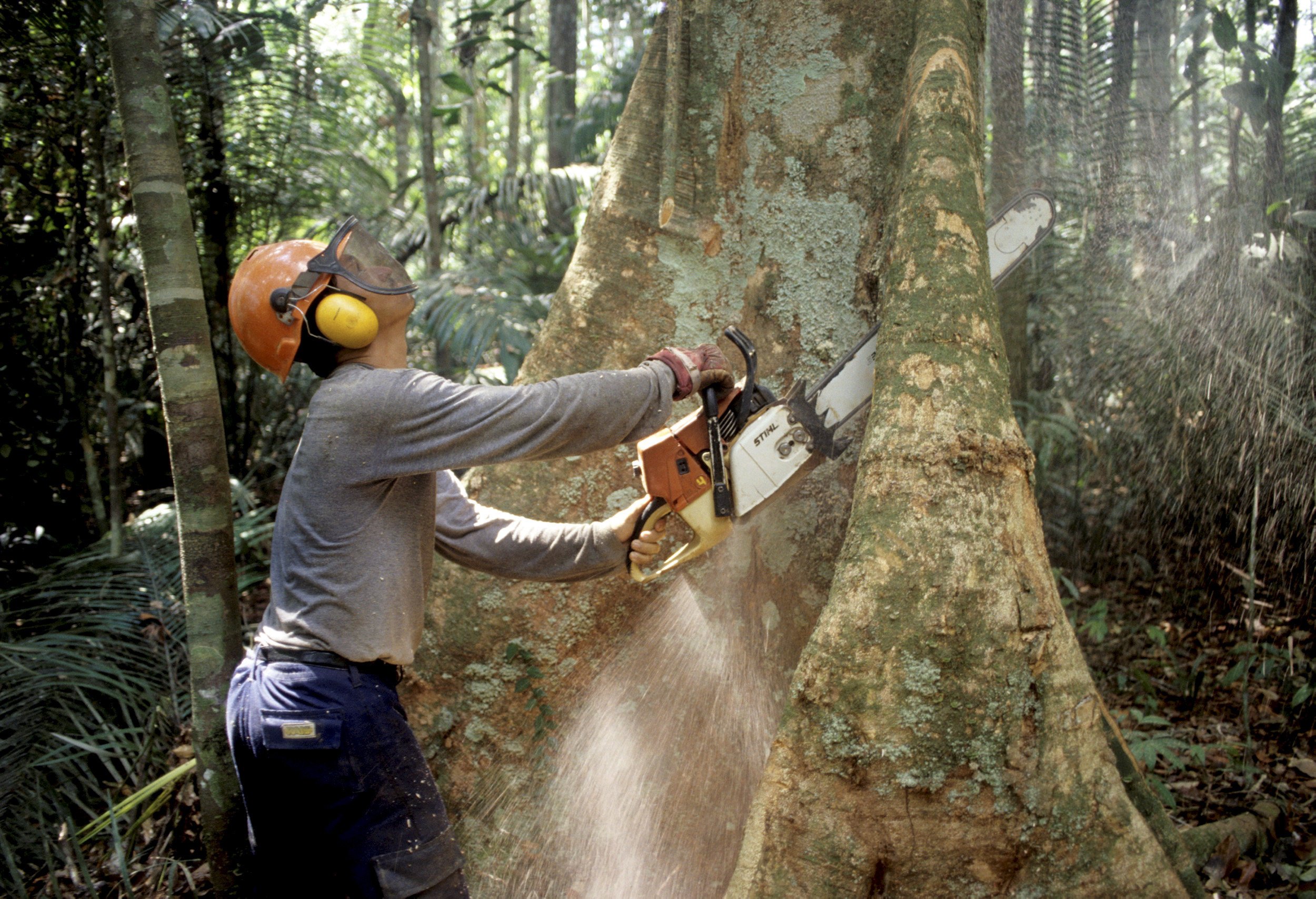 Rodung am Amazonas in Brasilien: Bis 2030 rechnet der WWF mit Waldverlusten von weltweit 170 Millionen Hektar.