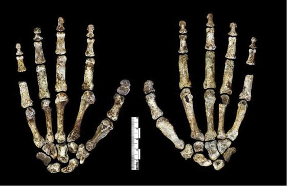 Die Handknochen des Homo naledi deuten darauf hin, dass der Verwandte des modernen Menschen sowohl Werkzeuge benutzen als auch klettern konnte.