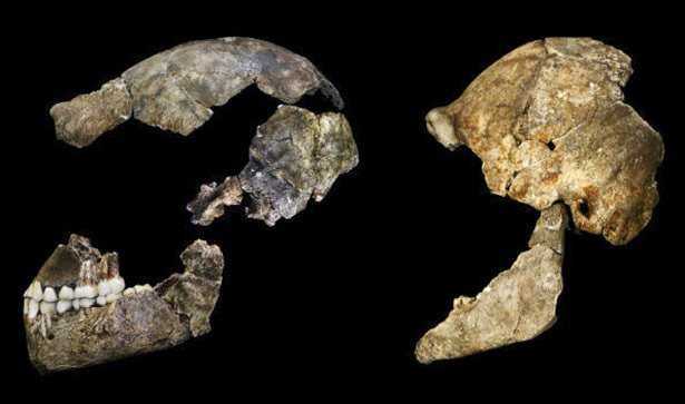 Der Schädel des Homo naledi von der Seite aufgenommen. 