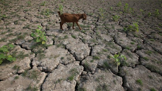 Ein Schaf in China auf der Suche nach Gras: Der Verlust von fruchtbarem Boden ist aber auch für Menschen ein Riesenproblem. Nach einer jetzt veröffentlichten UN-Studie werden in den nächsten zehn Jahren 50 Millionen Menschen flüchten, weil ihr Heimatboden sie nicht mehr ernähren kann. <strong> </strong>