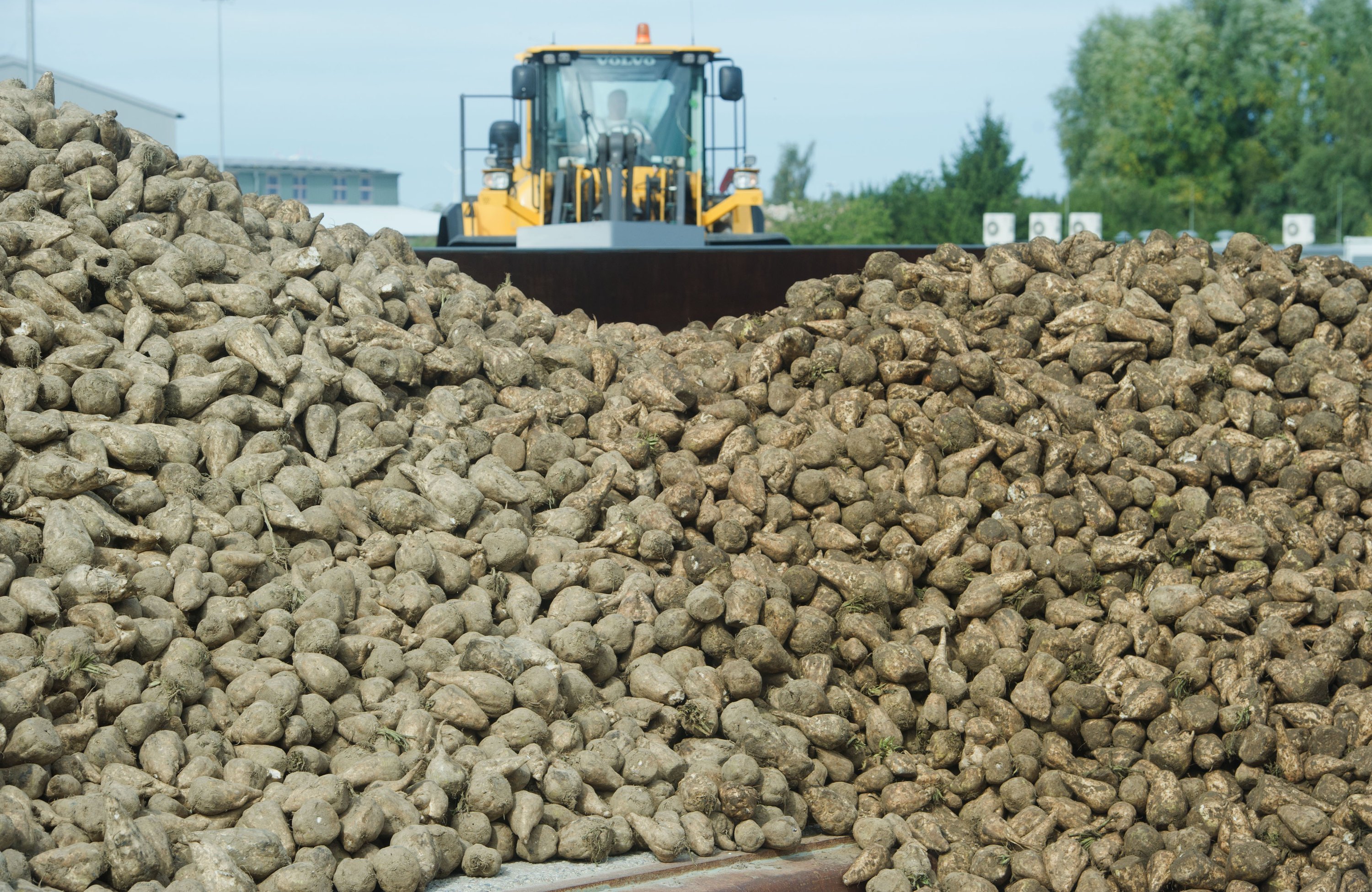 Auch die Landwirtschaft sorgt für eine Feinstaubbelastung der Luft: Global gesehen ist die Landwirtschaft für 20 % aller Smogopfer verantwortlich. 