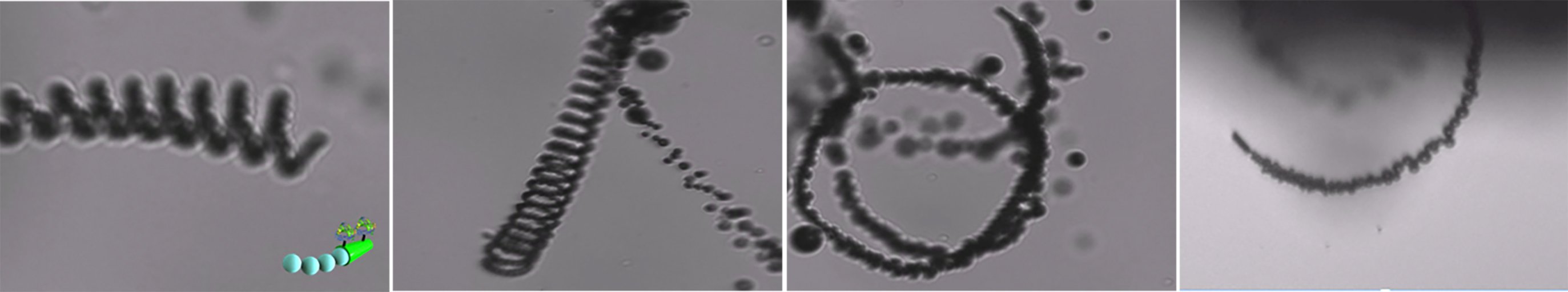 Aufnahmen der Mikroroboter im Wasser: Im Test entfernten die Katalysatoren rund 90 % des gelösten CO2. 