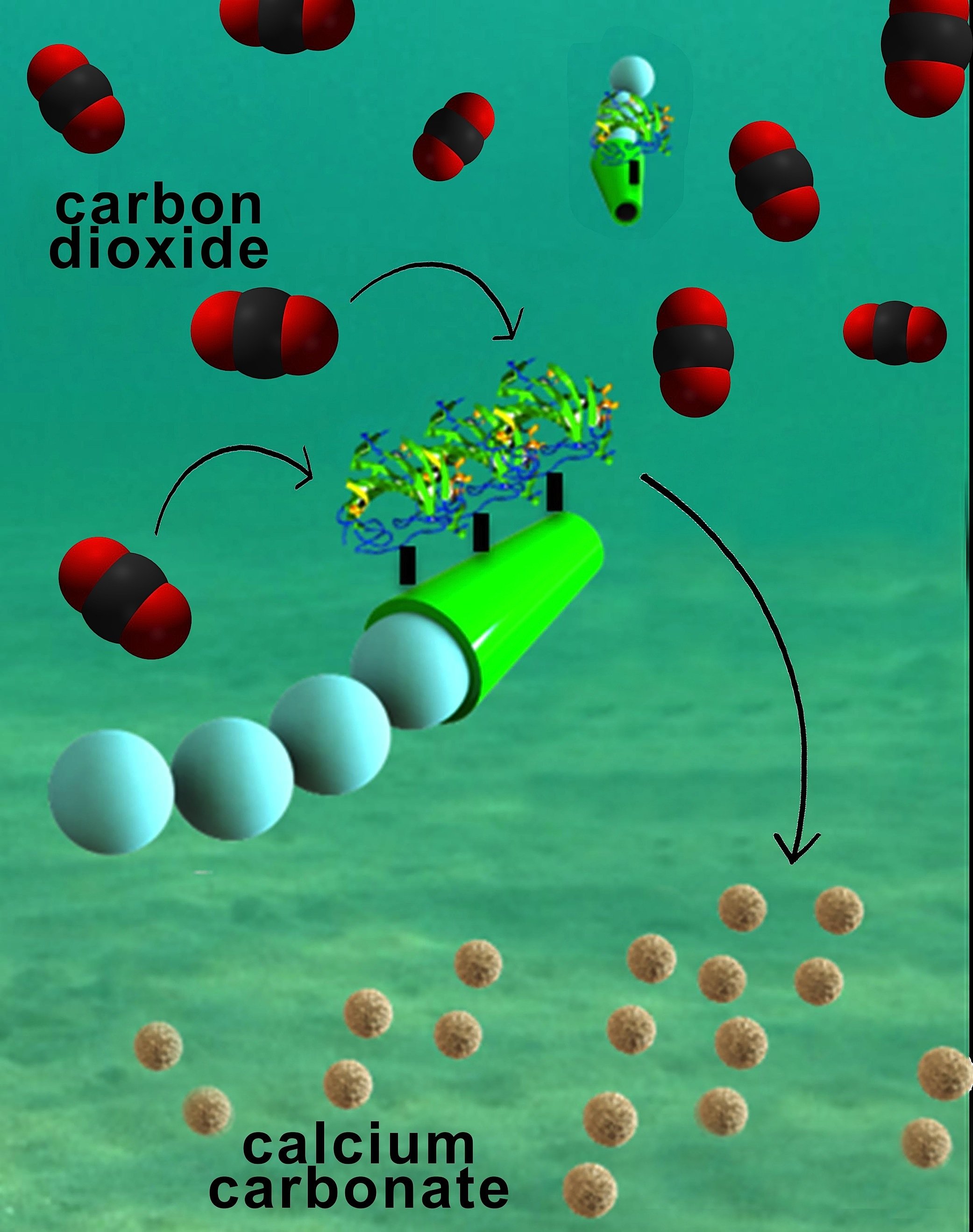 Die Mikromotoren bestehen aus einer Röhre mit einer Polymer-Oberfläche, auf der sich das Enzym Carboanhydrase befindet. Das Enzym ist der Katalysator für eine Reaktion zwischen dem gelösten CO2 und dem Wasser zu Bicarbonat, das wiederum mit zugesetztem Calciumchlorid zu festem Calciumcarbonat reagiert. 