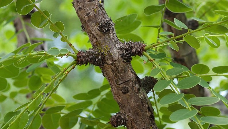 Phyllanthus engleri: Die Rinde enthält Englerin-A. Diese Substanz lässt Nierenkrebszellen absterben.