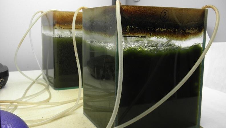 Mikroalgen absorbieren im Labor Ammoniak aus organischen Abfällen. 