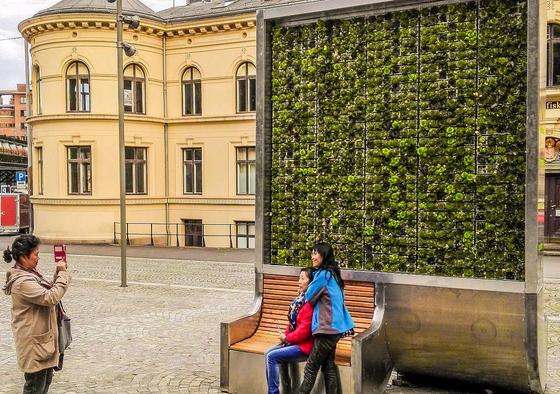 Stehende Grünfläche in Oslo: 1682 Pflänzchen haben auf dem Display Platz und verbessern das Stadtklima so wie 275 Straßenbäume, versprechen die Erfinder aus Dresden.