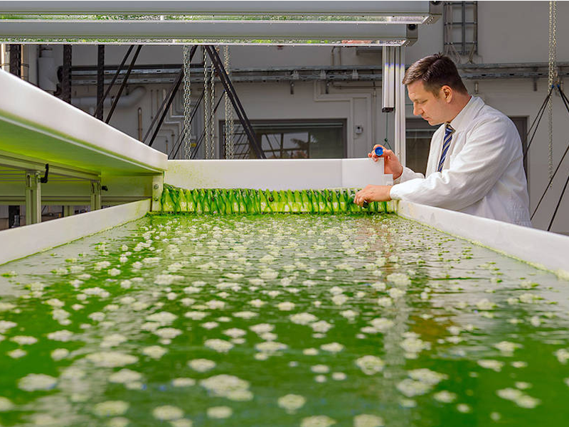 Prof. Brück im Algentechnikum: Der Forscher will mehr über Algenarten und ihr Verhalten unter verschiedenen Klimabedingungen herausfinden. 