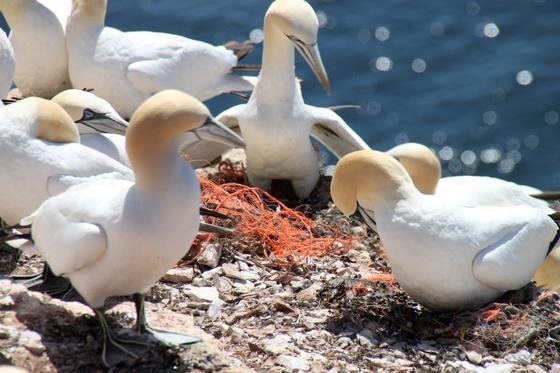 Basstölpel auf Helgoland nutzen Reste von Fischernetzen als Baumaterial für ihre Nester: Plastikmüll im Meer wird zu einer immer größeren Bedrohung für die Natur. Selbst nördlich des Polarkreises haben Forscher nun große Stücke Plastikmüll gefunden, der auf dem Meer treibt.