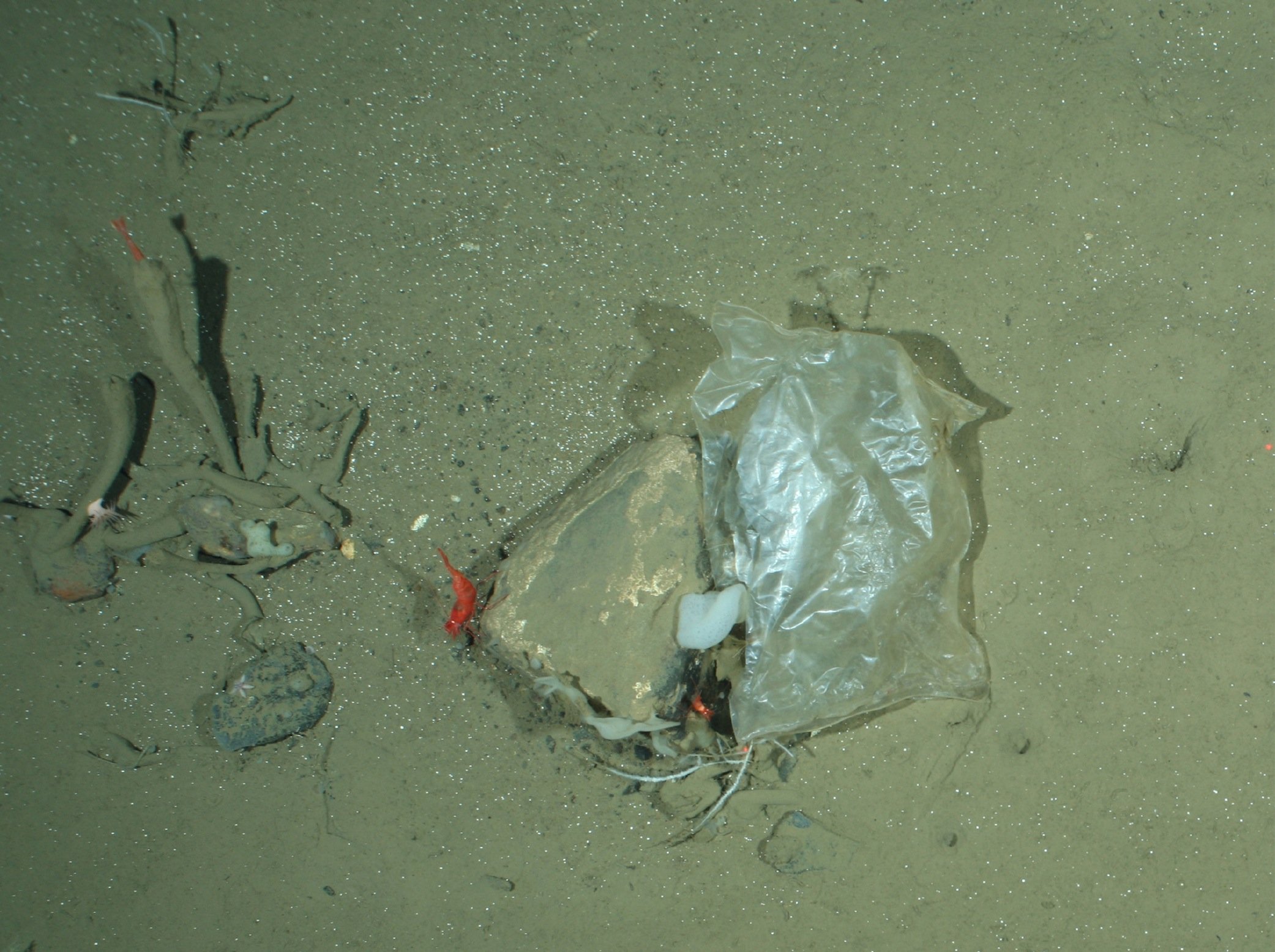 Plastiktüte in 2500 m Tiefe auf dem Meeresgrund in der Framstraße zwischen Grönland und Spitzbergen: Selbst großteiliger Müll hat sich inzwischen den Weg bis in die Arktis gebahnt. 