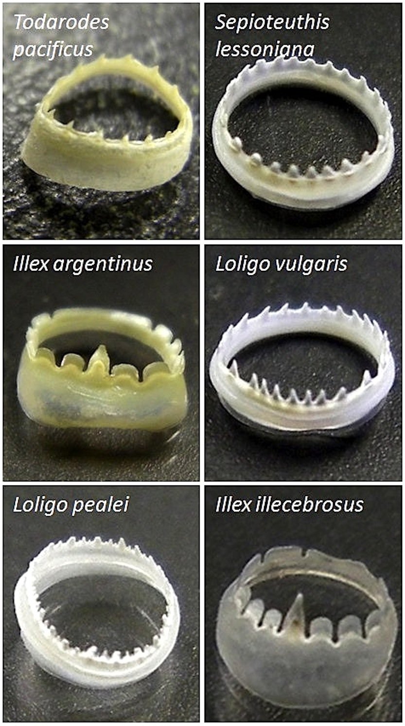 Ringförmige Gebisse von Tintenfischen: Die Zähne der Tiere können sich selbst reparieren. Diesen Mechanismus haben US-Forscher nun im Labor nachgebaut.
