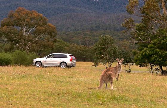 Putzig anzusehen, aber auf der Straße eine tödliche Gefahr: Kängurus. Mehr als 20.000 Känguru-Unfälle gibt es nach Angaben des australischen Autoclubs NRMA jedes Jahr. Volvo erweitert deshalb jetzt das automatische Bremssystem „Volvo City Safety“ in seiner Erkennungstechnik. Aktuell werden in Australien dafür Daten zum Verhalten der Beuteltiere gesammelt. 