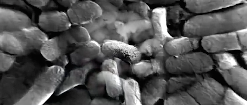 Die stäbchenförmigen Natto-Bakterien dehnen sich abhängig vom Feuchtigkeitsgehalt ihrer Umgebung bei bei Kälte aus und ziehen sich bei Wärme zusammen.