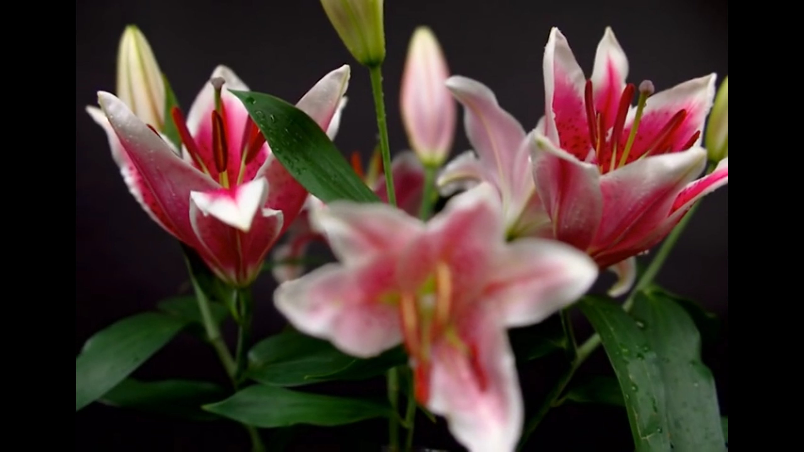 Filmsequenz aufgehender Blumen: Zunächst konzentriert sich der Kameramann auf die Blumen im Hintergrund ...