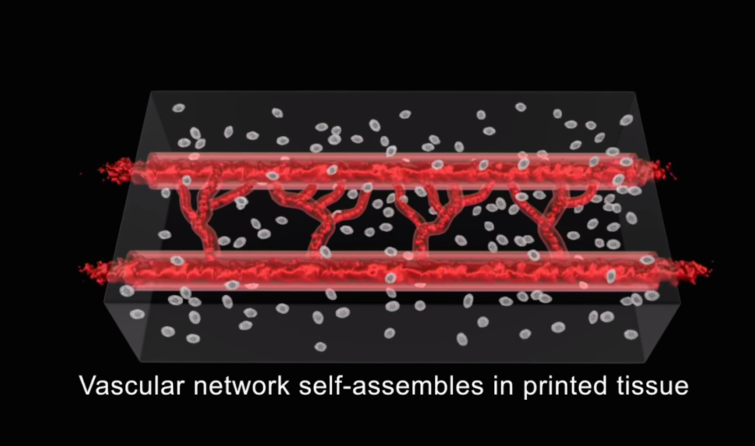 Als Druckmaterial für das Gefäßgerüst dient eine Biotinte aus Zellen und anderen biologischen Materialien. Das Gerüst soll sich in der Petri-Schale weiterentwickeln. 