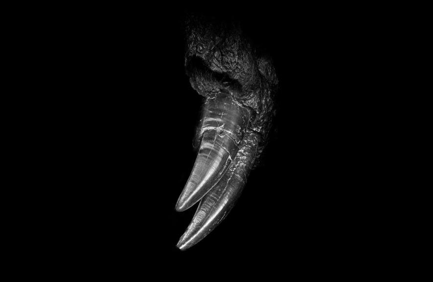 Orginal zu schwer: T-Rex-Schädel kommt aus dem 3D-Drucker
