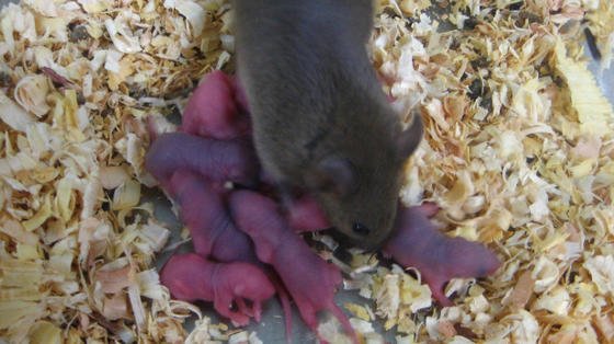 Mäuse, die nicht dem 24-Stunden-Rhythmus folgen, haben weniger Nachkommen und leben kürzer. Das hat ein internationales Forscherteam bewiesen.
