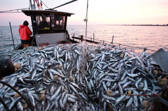 Heringsfischer im Greifswalder-Bodden: Hering nimmt deutlich weniger Plastikpartikel mit der Nahrung auf als die Makrele.